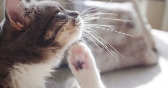 How-to-Know-Your-Cat-Has-Fleas