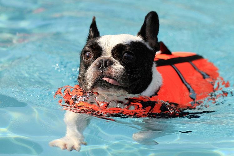 bulldog swimming in the water